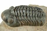 Reedops Trilobite - Atchana, Morocco #312337-2